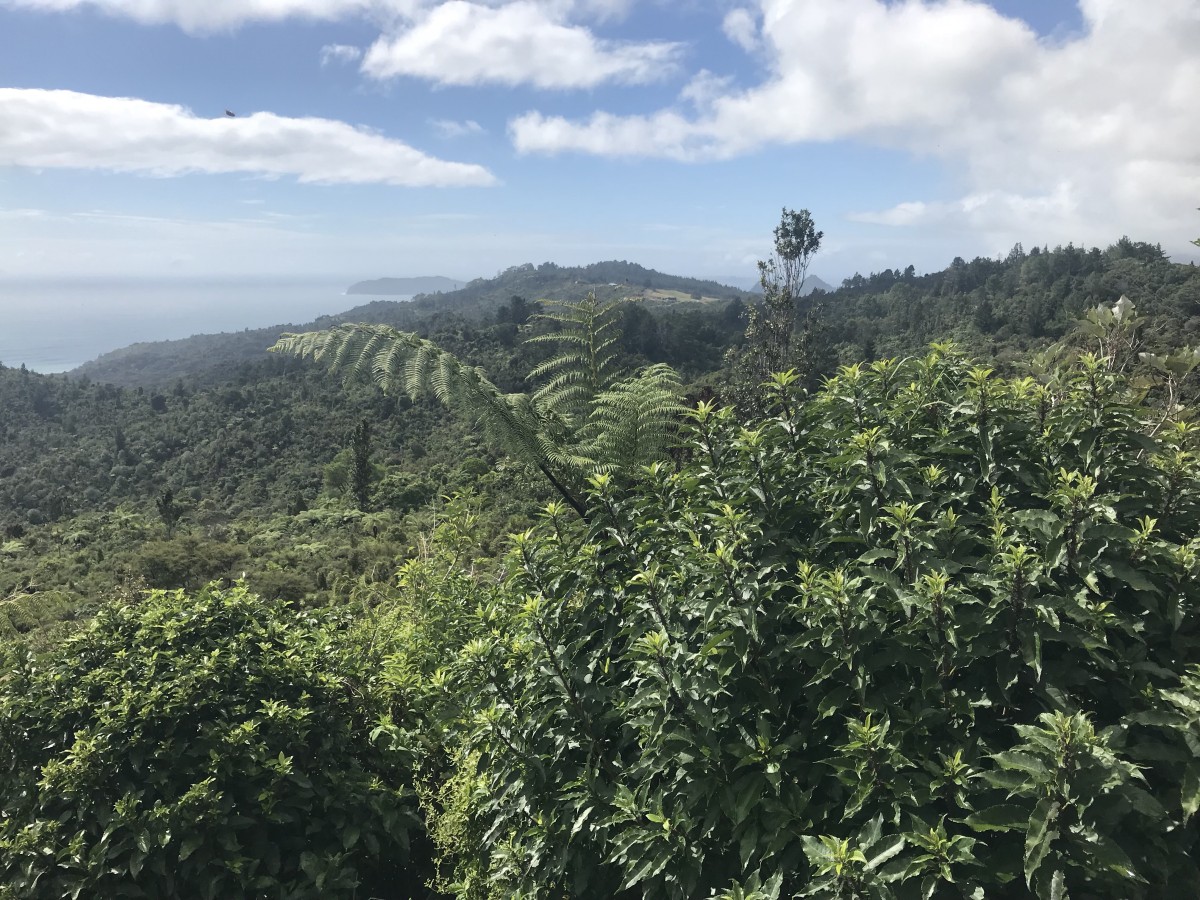 Coromandel